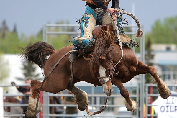 ⒸCopyright Al Popil