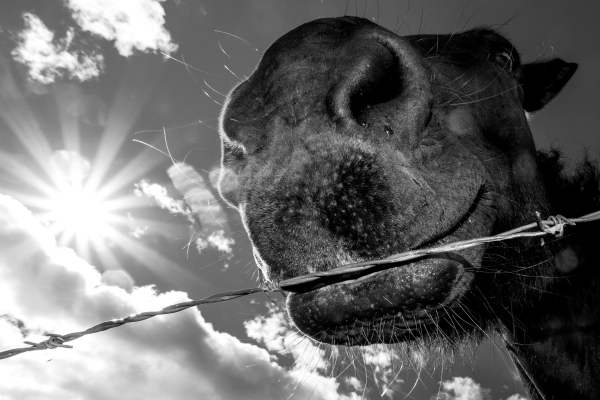 ⒸCopyright Steve Pedersen