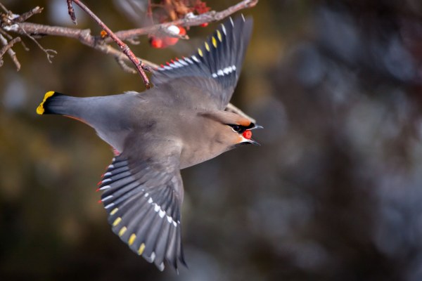 ⒸCopyright Ingrid VanderGaag