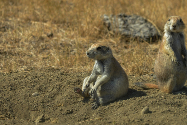 ⒸCopyright Jay Mann