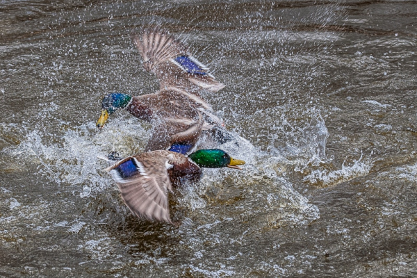 ⒸCopyright Sylvia Labelle