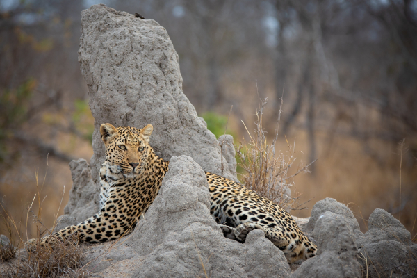 Ⓒ Copyright Tim Osborne