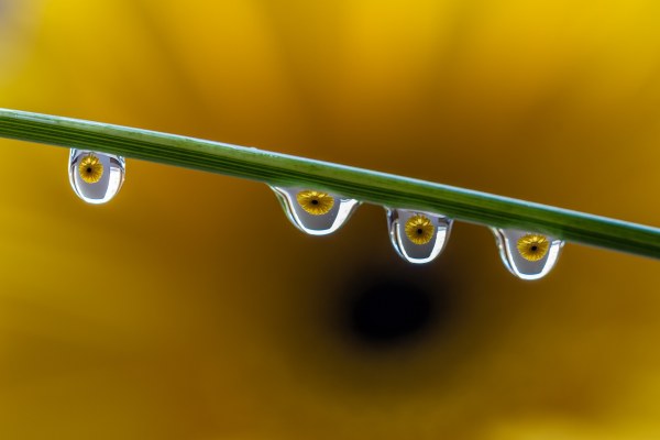 Ⓒ Copyright Sylvia Labelle