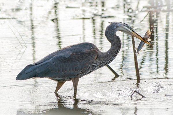 ⒸCopyright Kelly Rombough